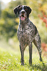 standing German shorthaired Pointer