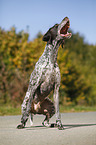 German shorthaired Pointer catches treat