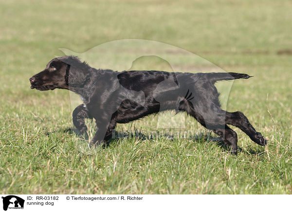 running dog / RR-03182