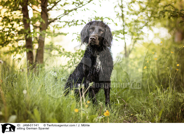 sitzender Deutscher Wachtelhund / sitting German Spaniel / JAM-01141