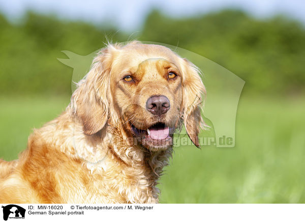 German Spaniel portrait / MW-16020