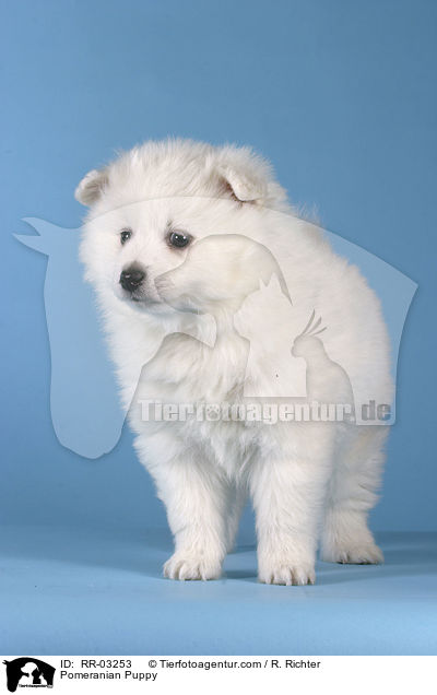 Spitz Welpe / Pomeranian Puppy / RR-03253