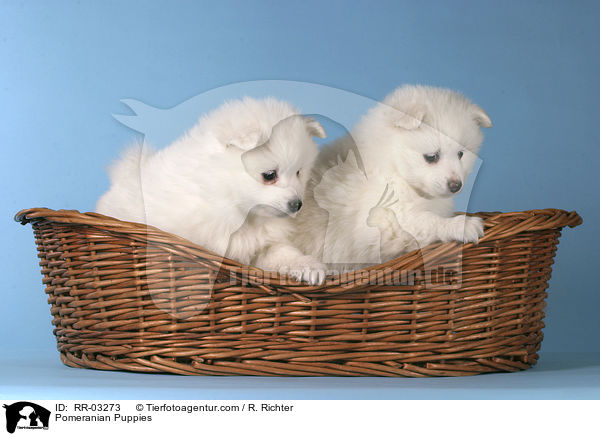 Pomeranian Puppies / RR-03273