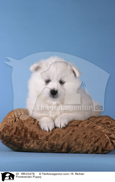 Pomeranian Puppy / RR-03278