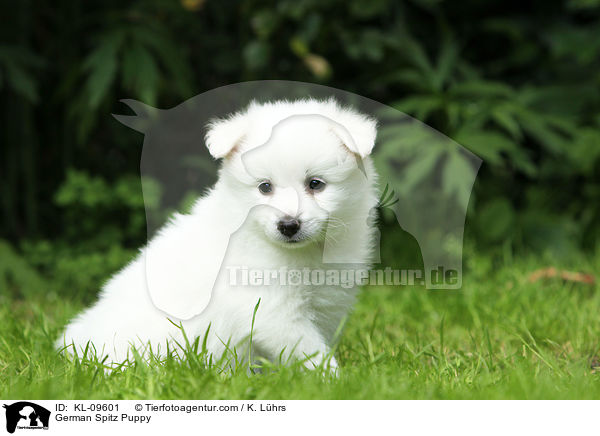 German Spitz Puppy / KL-09601