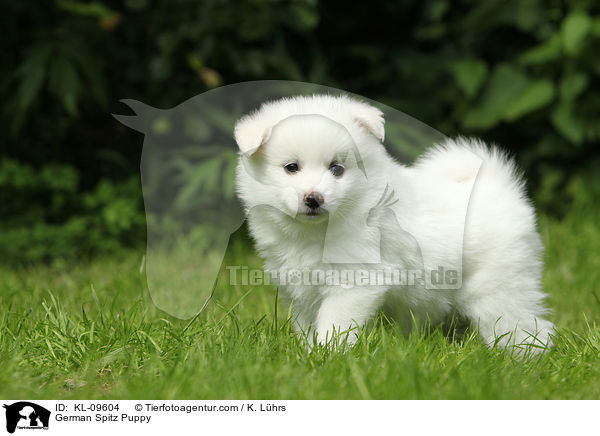 German Spitz Puppy / KL-09604
