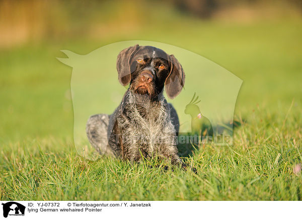 lying German wirehaired Pointer / YJ-07372