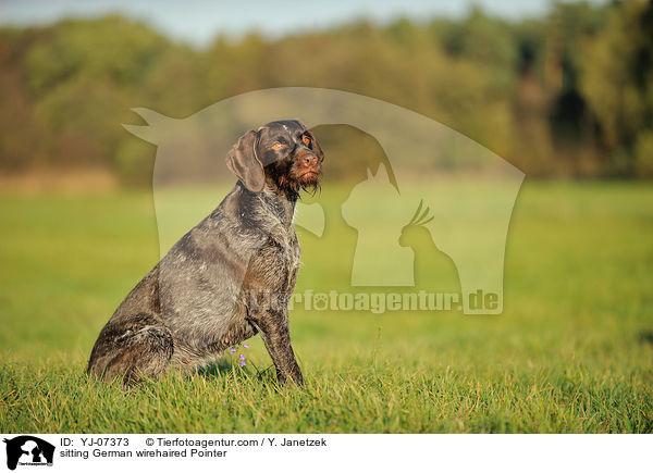 sitting German wirehaired Pointer / YJ-07373