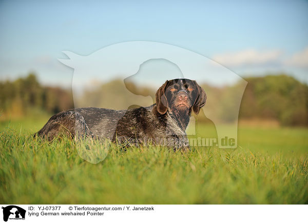 lying German wirehaired Pointer / YJ-07377