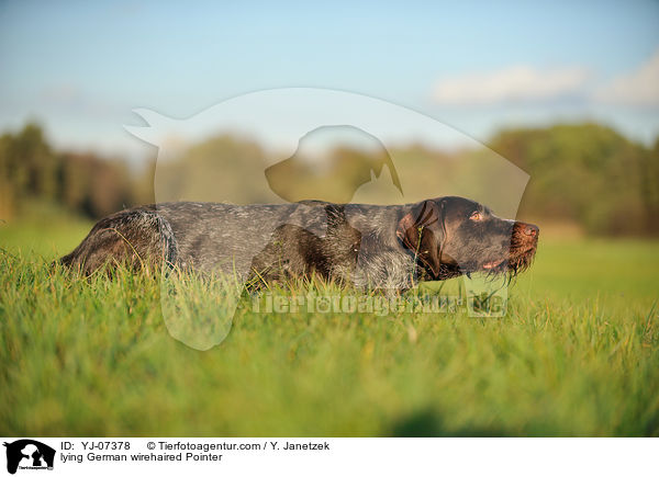 lying German wirehaired Pointer / YJ-07378