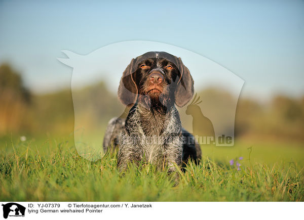 lying German wirehaired Pointer / YJ-07379