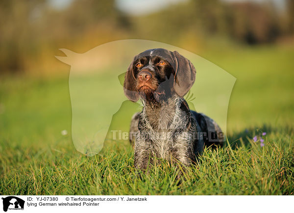 lying German wirehaired Pointer / YJ-07380