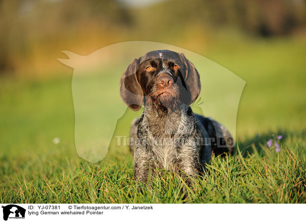 lying German wirehaired Pointer / YJ-07381