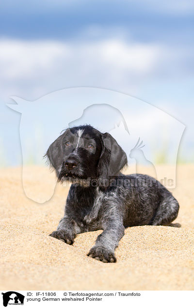 young German wirehaired Pointer / IF-11806