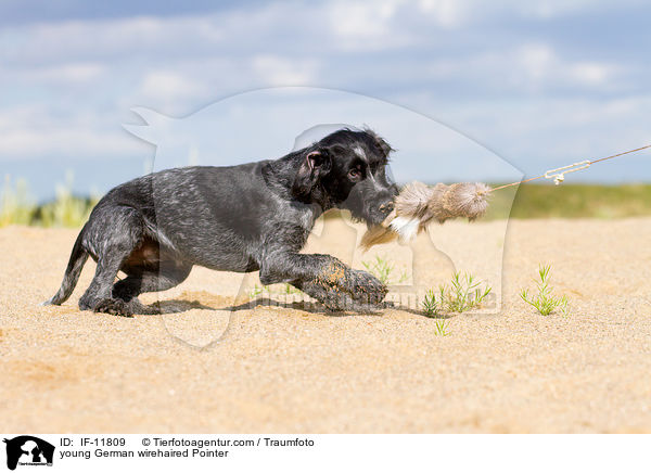 young German wirehaired Pointer / IF-11809