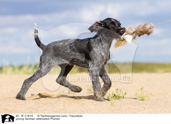 young German wirehaired Pointer / IF-11810