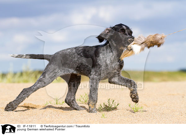 young German wirehaired Pointer / IF-11811