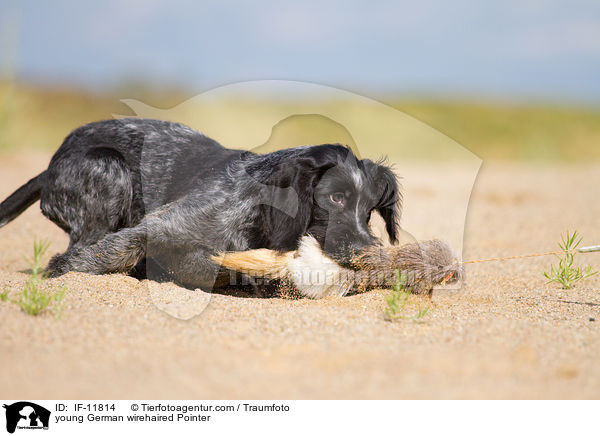 young German wirehaired Pointer / IF-11814