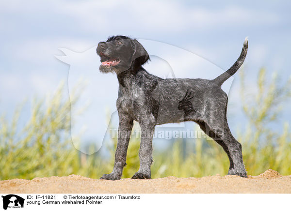 young German wirehaired Pointer / IF-11821