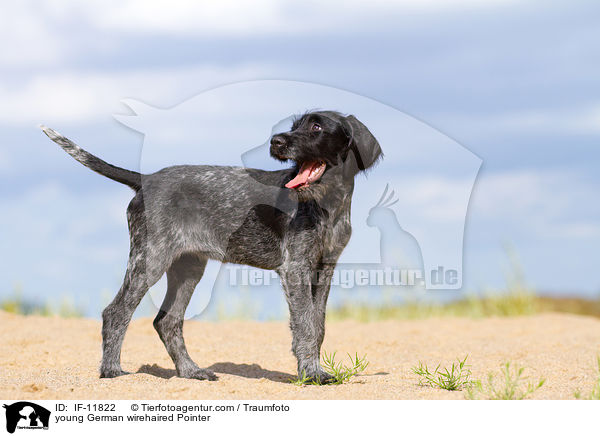 young German wirehaired Pointer / IF-11822