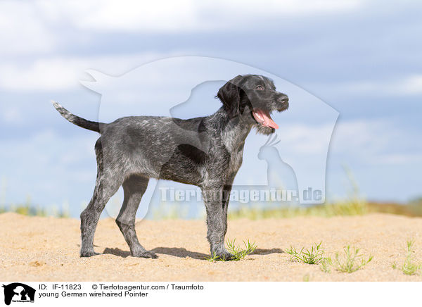 young German wirehaired Pointer / IF-11823