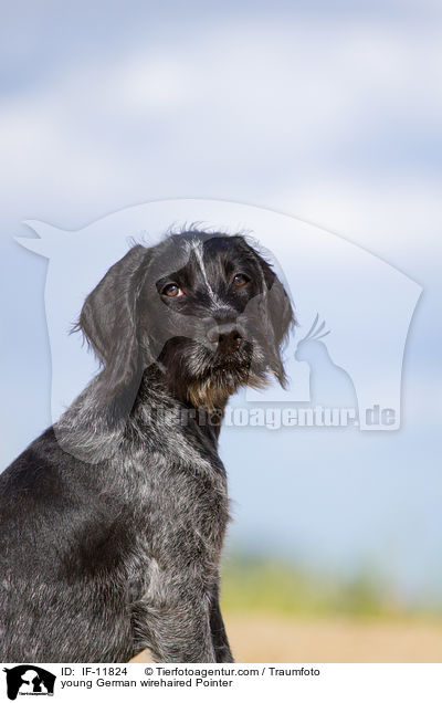 young German wirehaired Pointer / IF-11824