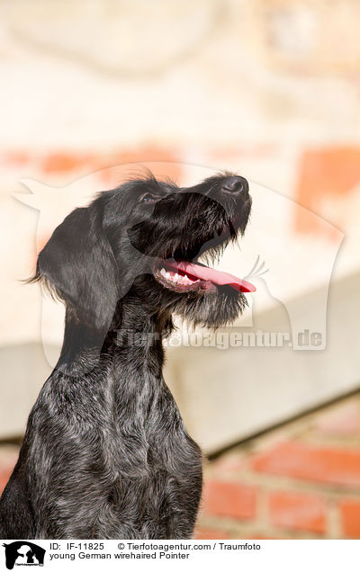 young German wirehaired Pointer / IF-11825