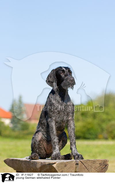 young German wirehaired Pointer / IF-11827