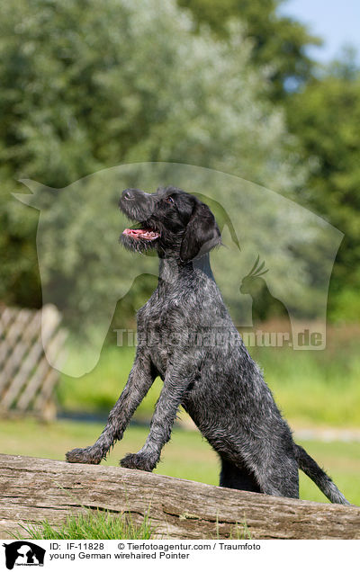 young German wirehaired Pointer / IF-11828