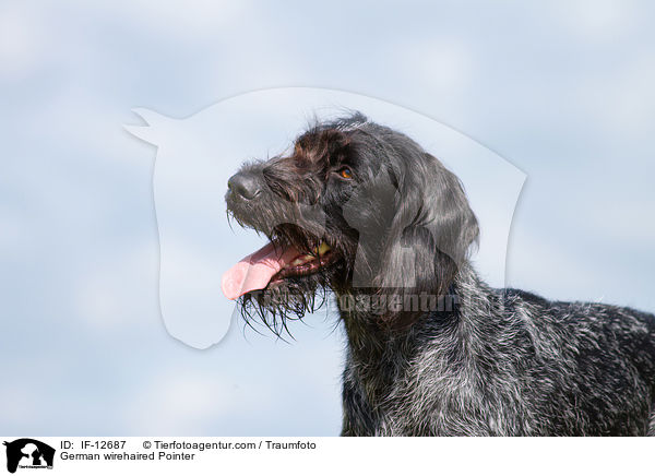 German wirehaired Pointer / IF-12687