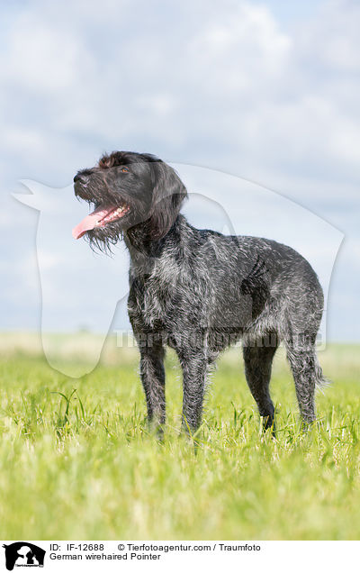 German wirehaired Pointer / IF-12688