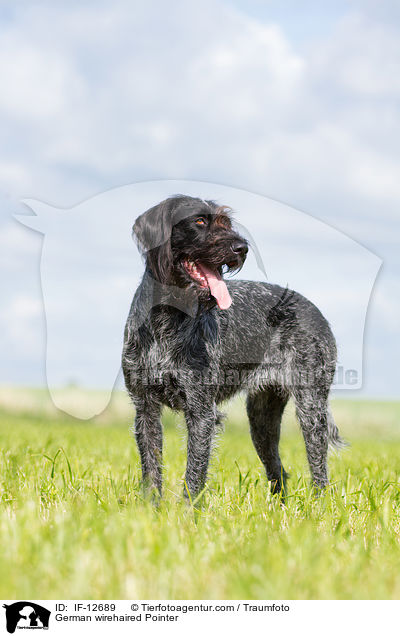 German wirehaired Pointer / IF-12689