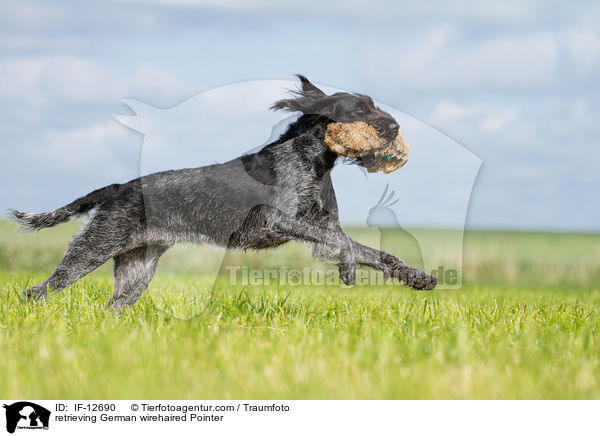 retrieving German wirehaired Pointer / IF-12690