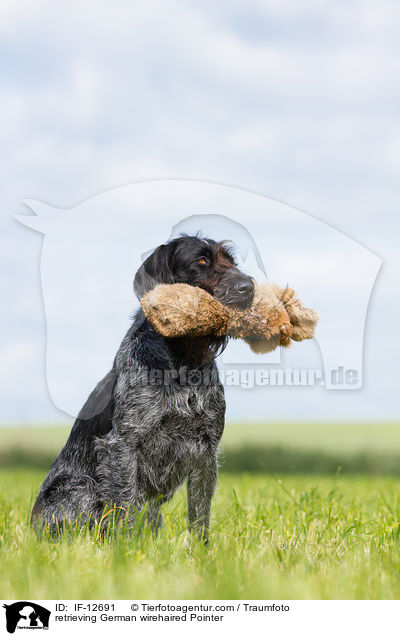 retrieving German wirehaired Pointer / IF-12691