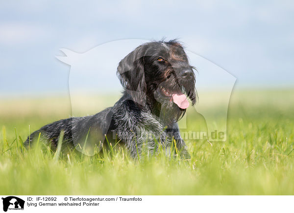 lying German wirehaired Pointer / IF-12692