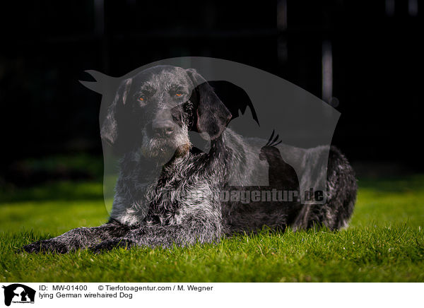 lying German wirehaired Dog / MW-01400
