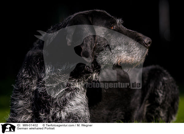 German wirehaired Portrait / MW-01402