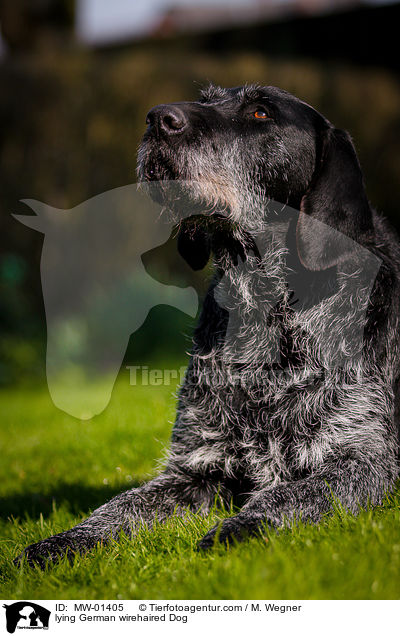 lying German wirehaired Dog / MW-01405