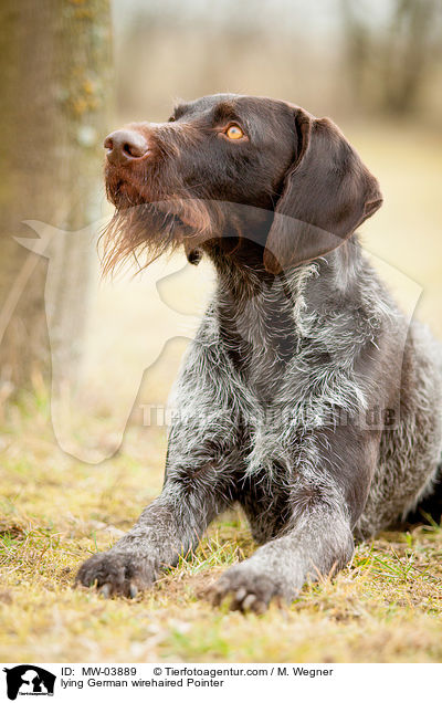 lying German wirehaired Pointer / MW-03889