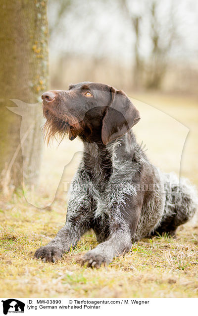 lying German wirehaired Pointer / MW-03890