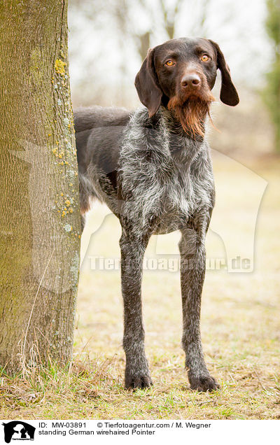 standing German wirehaired Pointer / MW-03891