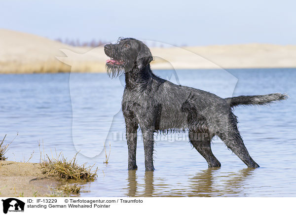 standing German Wirehaired Pointer / IF-13229