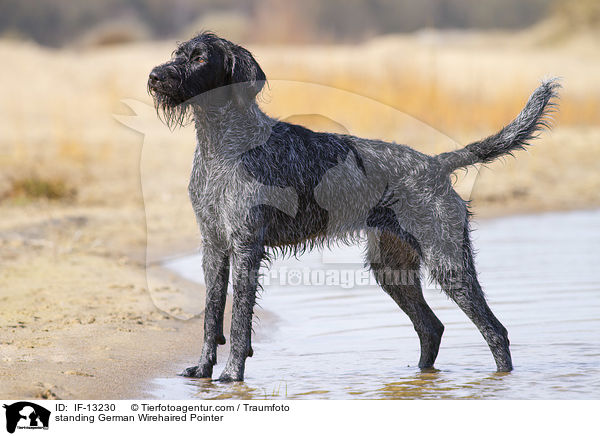 standing German Wirehaired Pointer / IF-13230