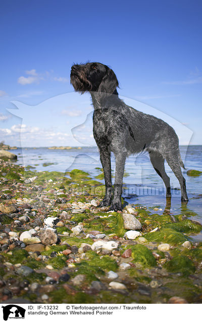 standing German Wirehaired Pointer / IF-13232