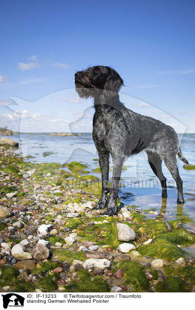 standing German Wirehaired Pointer / IF-13233