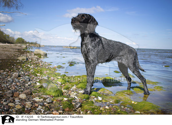 standing German Wirehaired Pointer / IF-13235