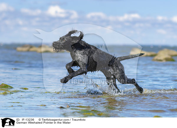 German Wirehaired Pointer in the Water / IF-13236