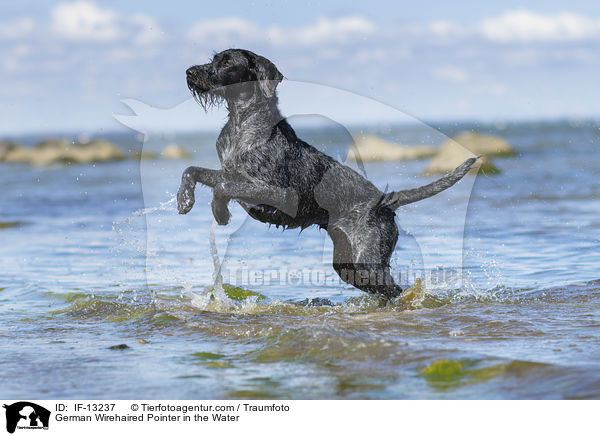 German Wirehaired Pointer in the Water / IF-13237