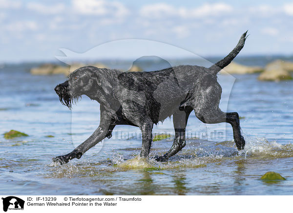 German Wirehaired Pointer in the Water / IF-13239