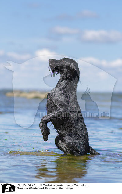German Wirehaired Pointer in the Water / IF-13240